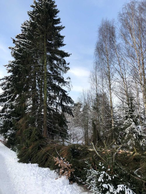 Trädfällning på vintern