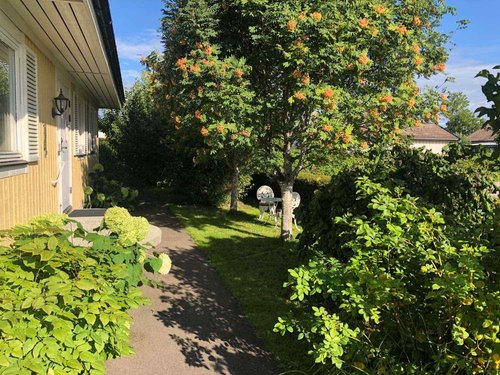Frisk och blomstrande rönn under sommartid efter genomförd beskärning av träd i Arboga