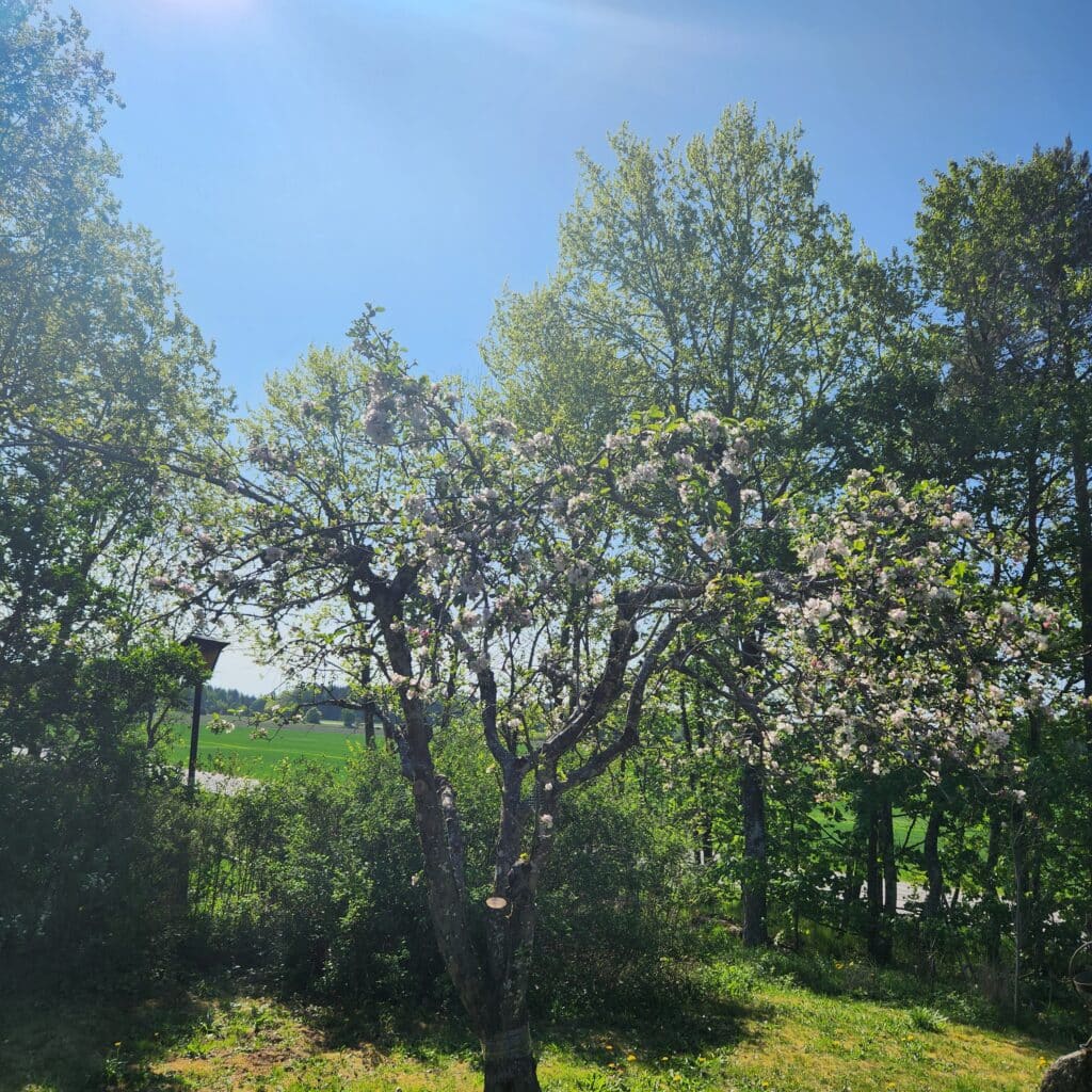 Äppelträd efter beskärning i Uppsala